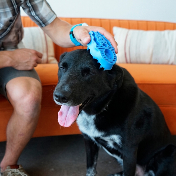 KONG ZOOMGROOM Hundebürste - Hundestriegel
